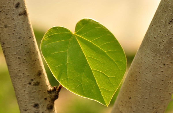 光合作用測定儀 光合作用測定儀